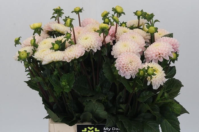 <h4>Dahlia Light Wizard</h4>