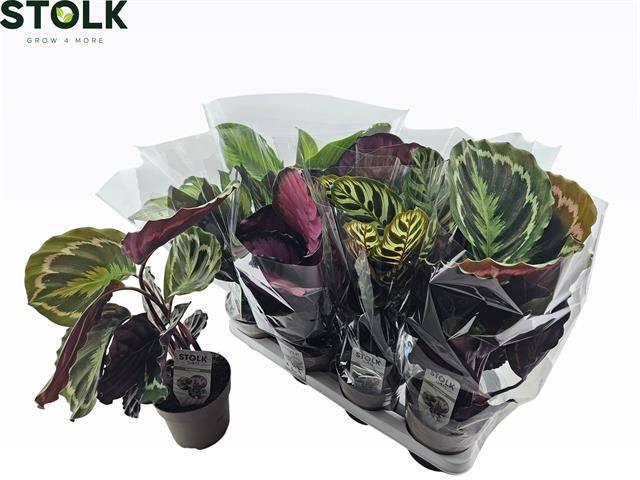 <h4>CALAT GEM 4 SRT</h4>