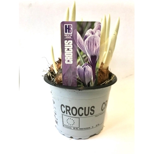 Crocus King of the Striped