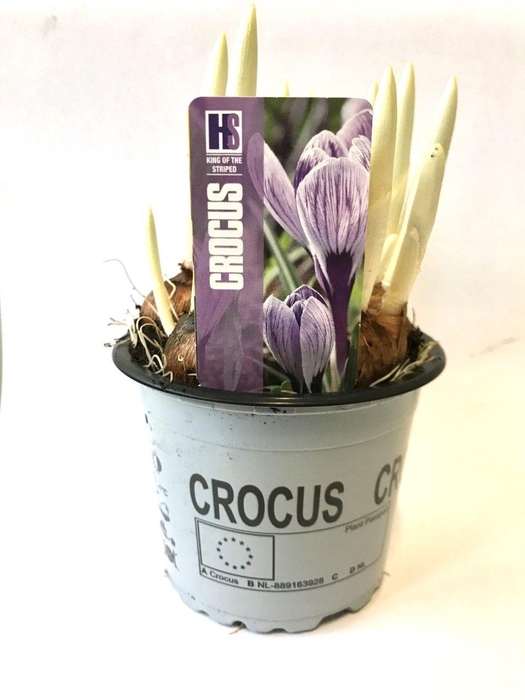<h4>Crocus King of the Striped</h4>
