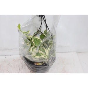 JIBOIA NJOY C21 PENDENTE