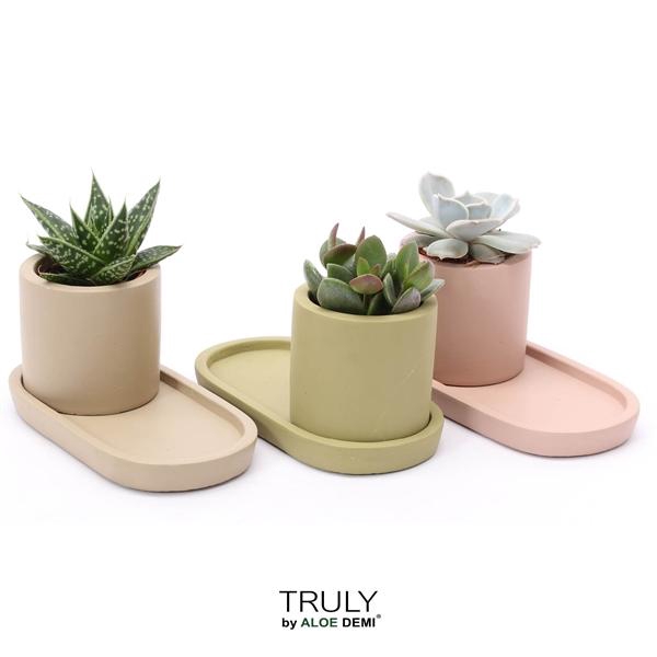 <h4>TRULY Succulent, plateau</h4>