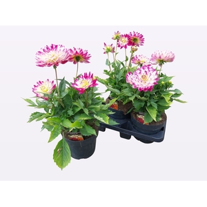 DAHL L MAG ROSE BICO