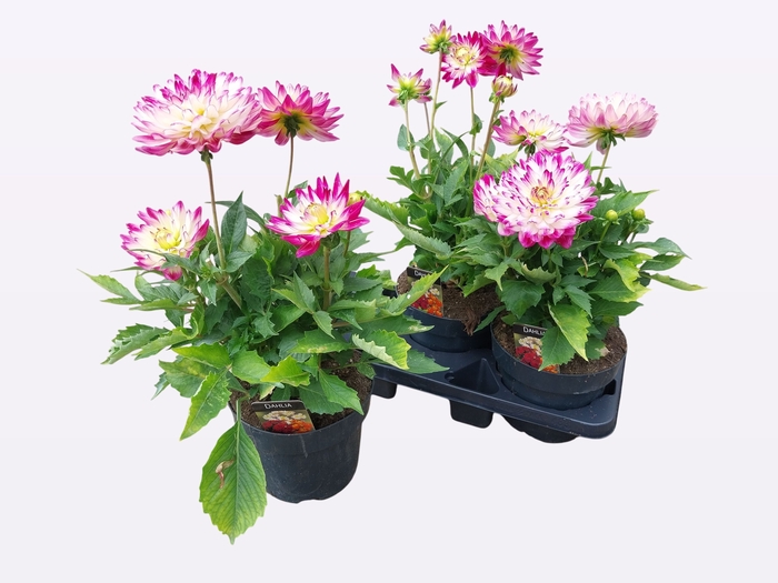 <h4>DAHL L MAG ROSE BICO</h4>