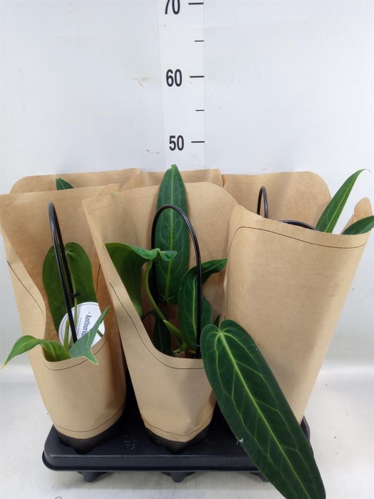 <h4>Anthurium   ...</h4>