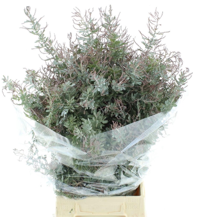 <h4>ACACIA BL CL LUNE BS</h4>