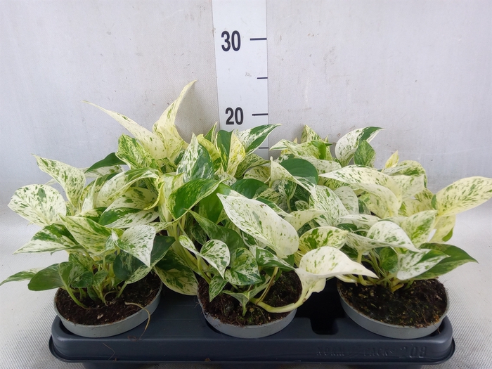 <h4>Epipremnum pinn. 'Marble Queen'</h4>