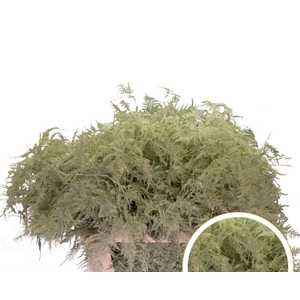 Asparagus L.Getopt Cream X50