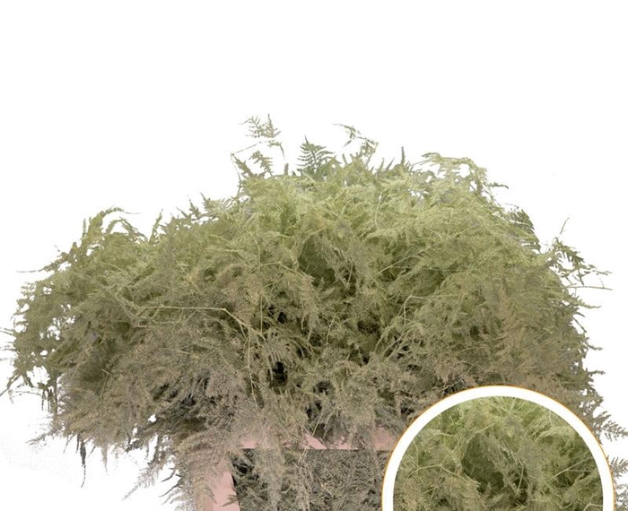 <h4>Asparagus L.Getopt Cream X50</h4>