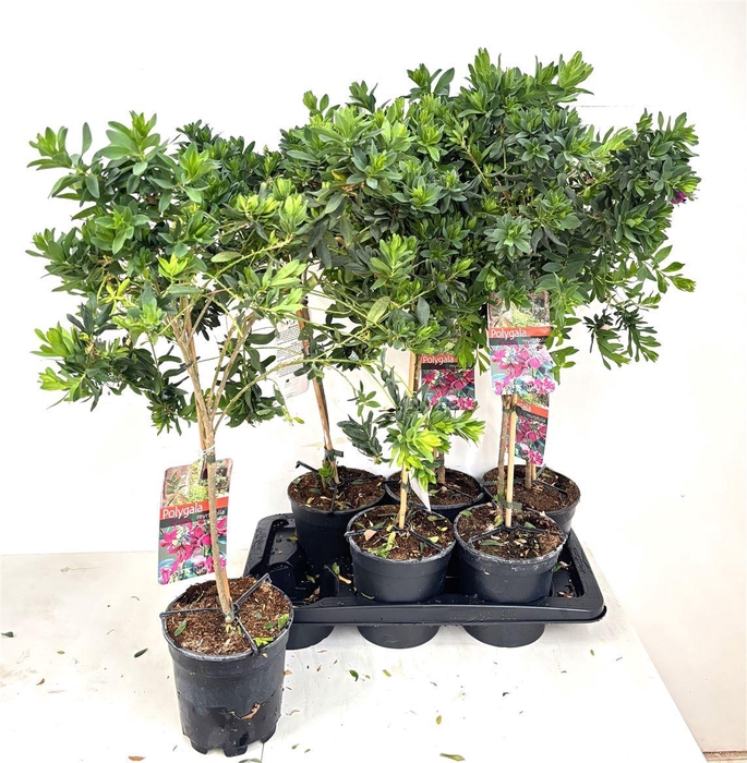 <h4>Polygala myrtifolia</h4>