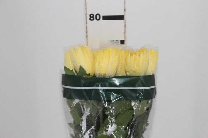 <h4>ANASTASIA SUNNY 080 CM AMARELO</h4>