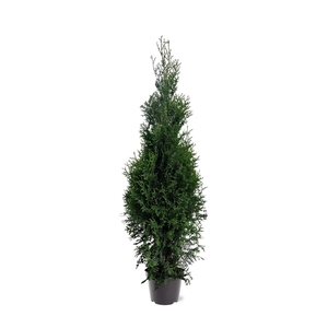 Thuja occidentalis 'King of Brabant' (pbr) (zonder etiket)