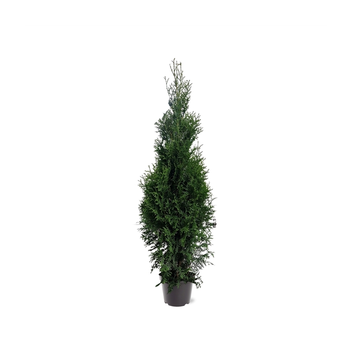 <h4>Thuja occidentalis 'King of Brabant' (pbr) (zonder etiket)</h4>