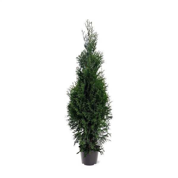 Thuja occidentalis 'King of Brabant' (pbr) (zonder etiket)