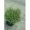 Thymus vulgaris
