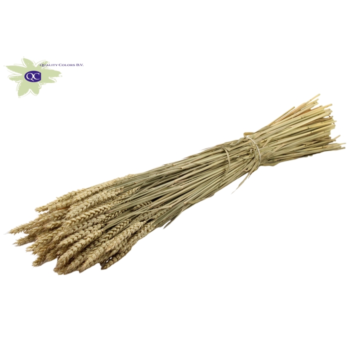 <h4>Triticum per bunch Natural</h4>