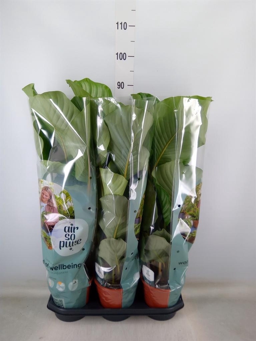 <h4>Calathea orbifolia</h4>