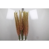Eremurus Pink Floyd