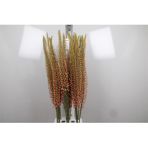 Eremurus Ov