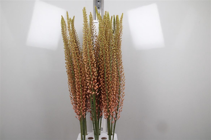 <h4>Eremurus Ov</h4>