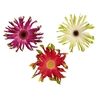 GERBERA PASTINI < 050 CM < 10 CM DIAM VARIADO