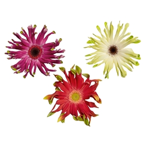 GERBERA PASTINI < 050 CM < 10 CM DIAM VARIADO