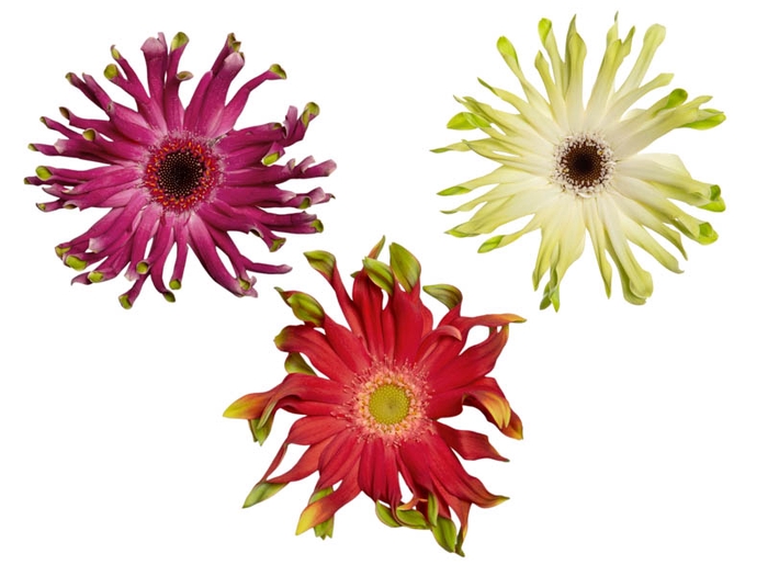 GERBERA PASTINI < 050 CM < 10 CM DIAM VARIADO