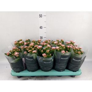 Kalanchoe blos. 'Serenity Softpink'