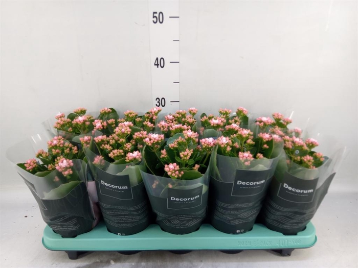 <h4>Kalanchoe blos. 'Serenity Softpink'</h4>
