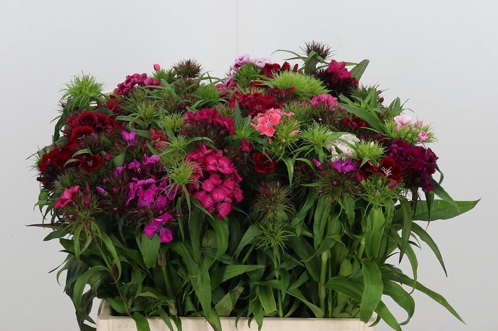<h4>Di Barb Gemengd Per Bos</h4>