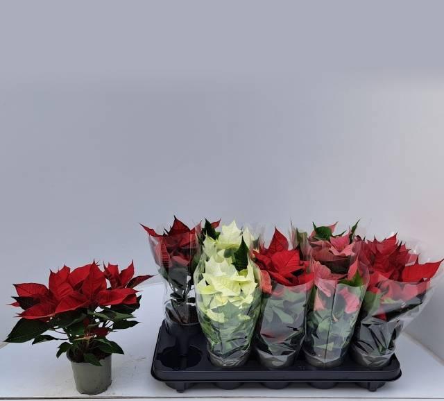 <h4>EUPHOR P GEM 3KL</h4>