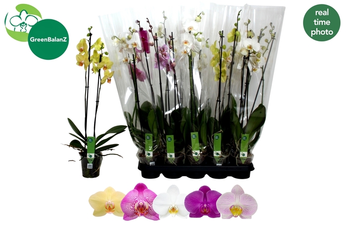 <h4>PHAL GEM 5 KL</h4>