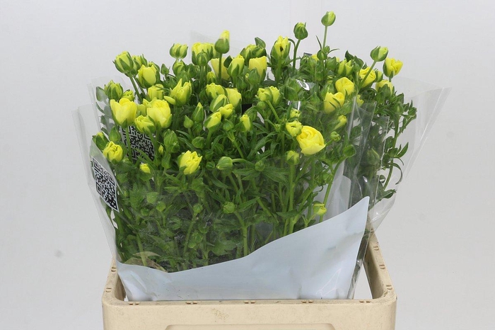 <h4>Ranunculus Butterfly Helios</h4>