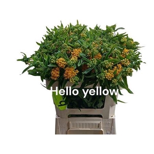 Ascl T Hello Yellow