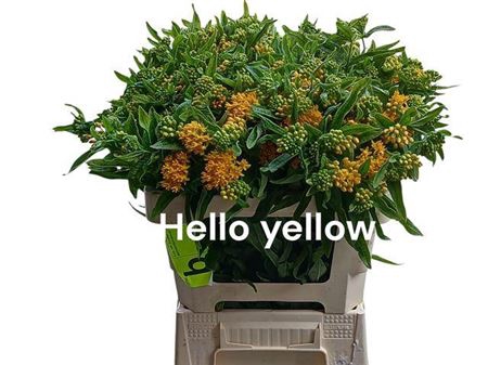 <h4>Ascl T Hello Yellow</h4>