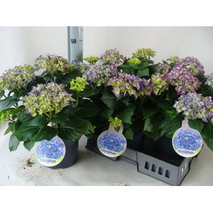 Hydrangea mac.   ...