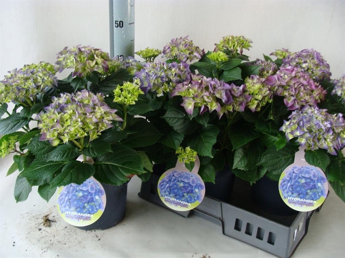 <h4>Hydrangea mac.   ...</h4>
