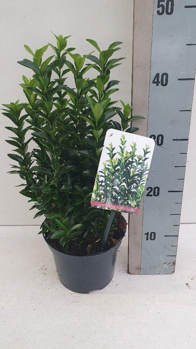 <h4>Euonymus jap 'Green Spire'</h4>
