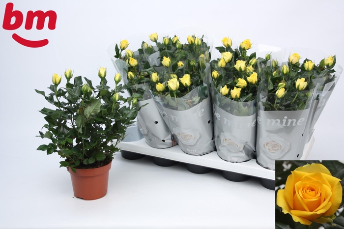 <h4>RO YELLOW B MONDE</h4>