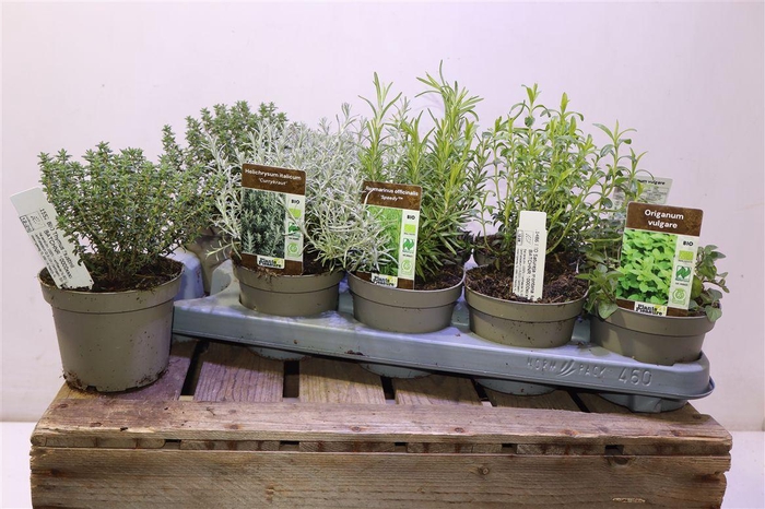 <h4>Tuinkruiden Gem</h4>