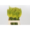 Kniphofia Sunningdale Yellow