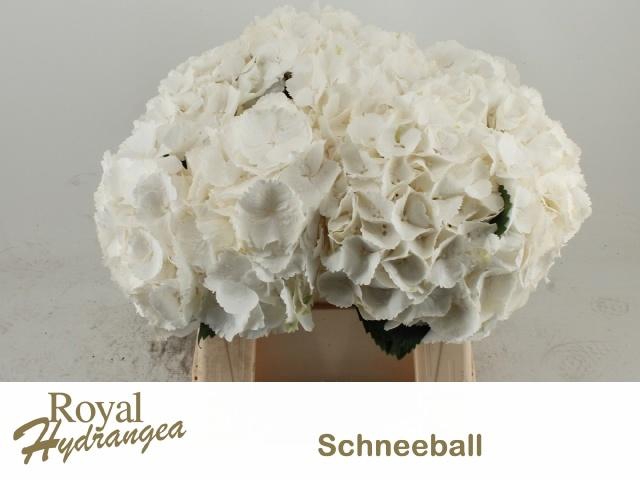 <h4>HYDR M SCHNEEBALL</h4>