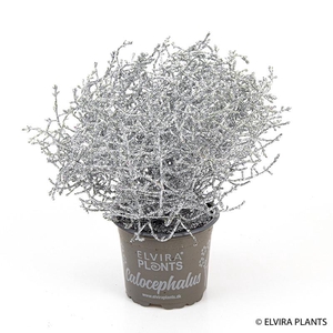 CALOCEPHALUS BROWNII bio