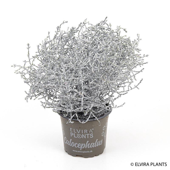 <h4>CALOCEPHALUS BROWNII bio</h4>