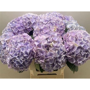 Hydr M My Minerva 65 Cm