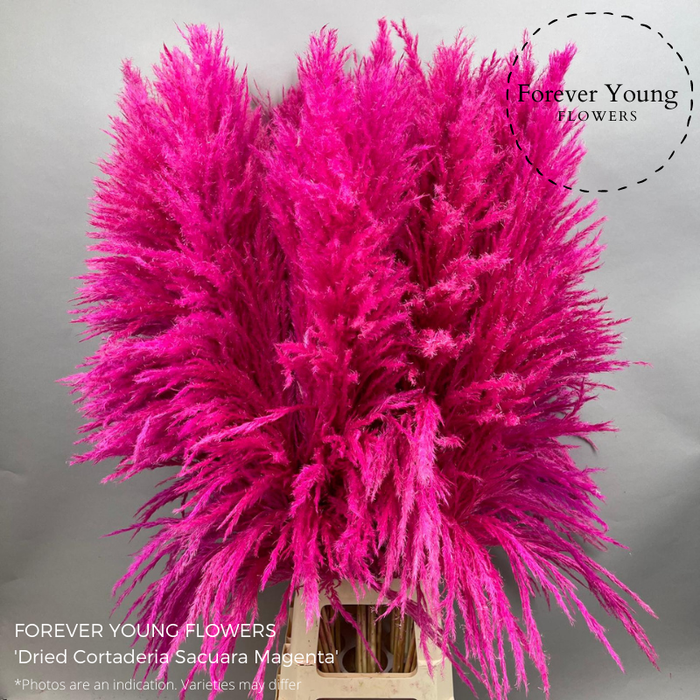 <h4>Dried Cortaderia Sacuara Magenta</h4>