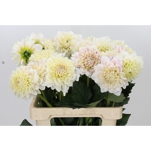 DAHLIA OVERIG DAHLIA ALBAIA