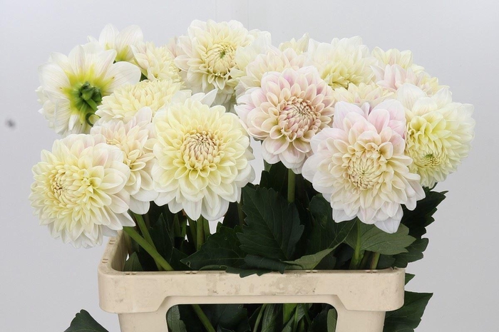 <h4>DAHLIA OVERIG DAHLIA ALBAIA</h4>