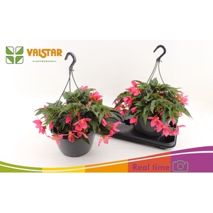 BEGO WF DR ENC PINK