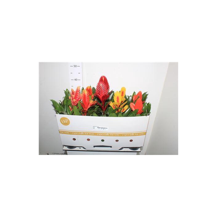 <h4>Vries Gem 8 Srt</h4>